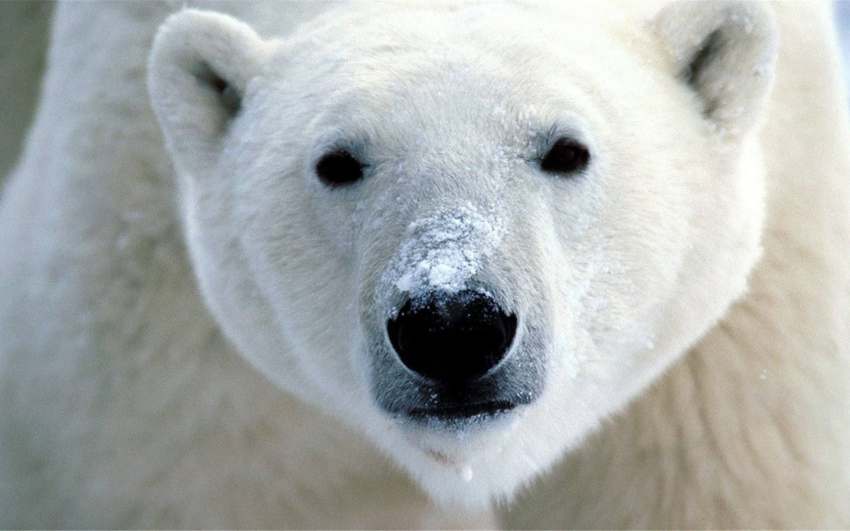 【刺客信条英灵殿】最高难度无伤冰蓝巨熊