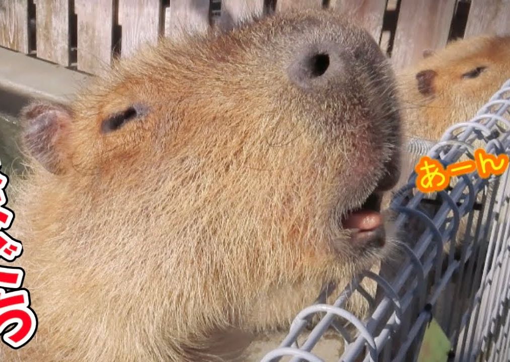 等待两脚兽投食的水豚