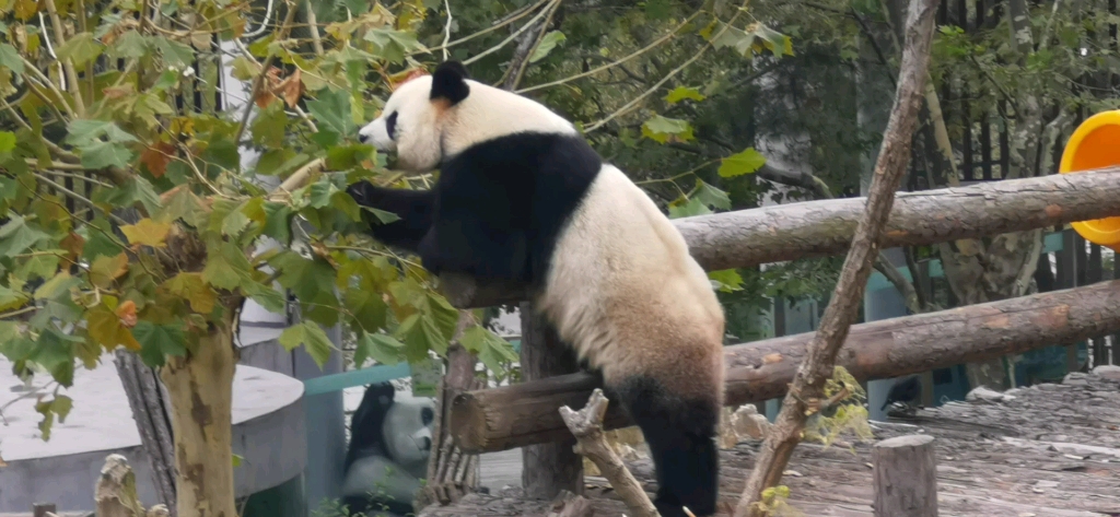 大熊猫妙音 B站