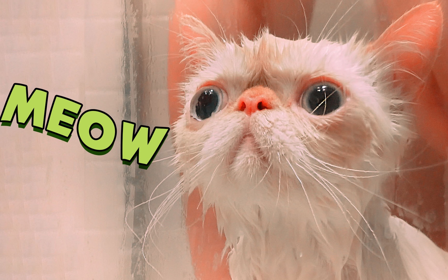 鍠电涓娆℃礂婢★紝娣″畾濡傜伒榄傚嚭绐.銆岀帇寰楁剰涔嬪銆