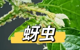 Download Video: 灭杀蚜虫有绝招！