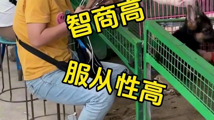 给粉丝挑选黑白边牧.哔哩哔哩bilibili