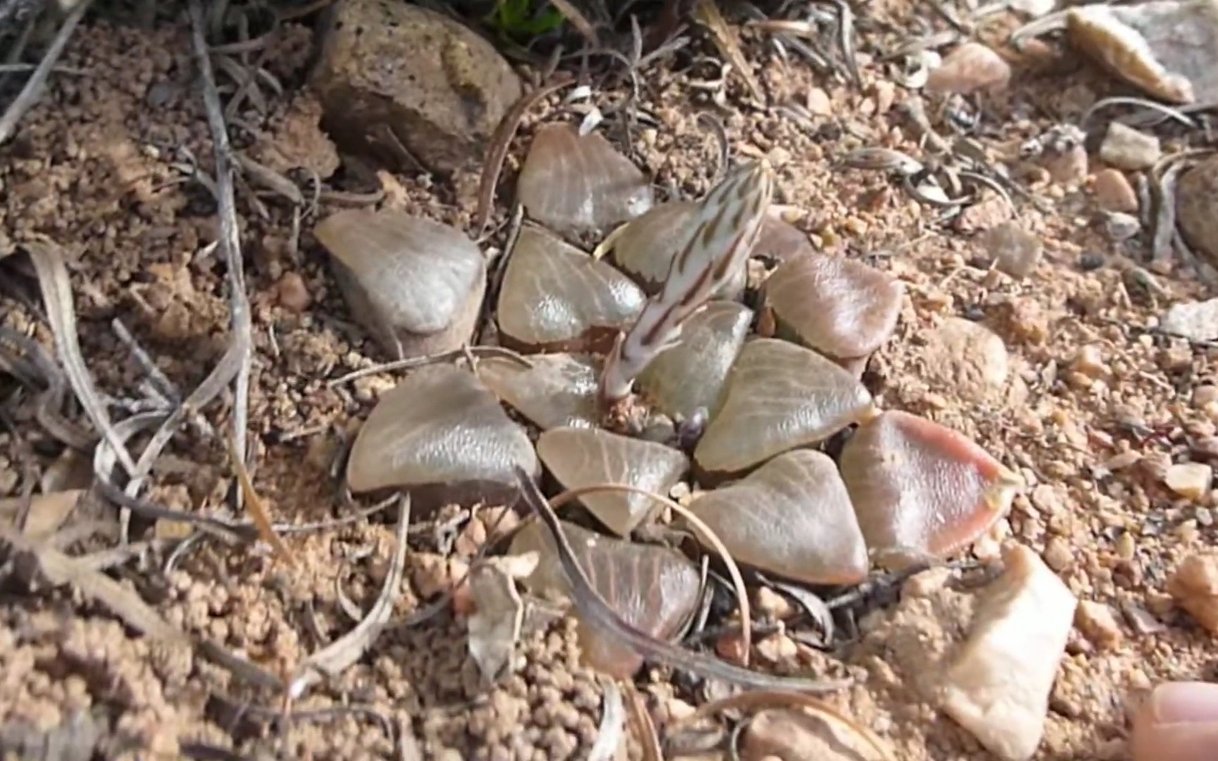 多肉植物 原生地的多肉植物探索 howorthia 瓦韦属/十二卷属哔哩哔哩bilibili