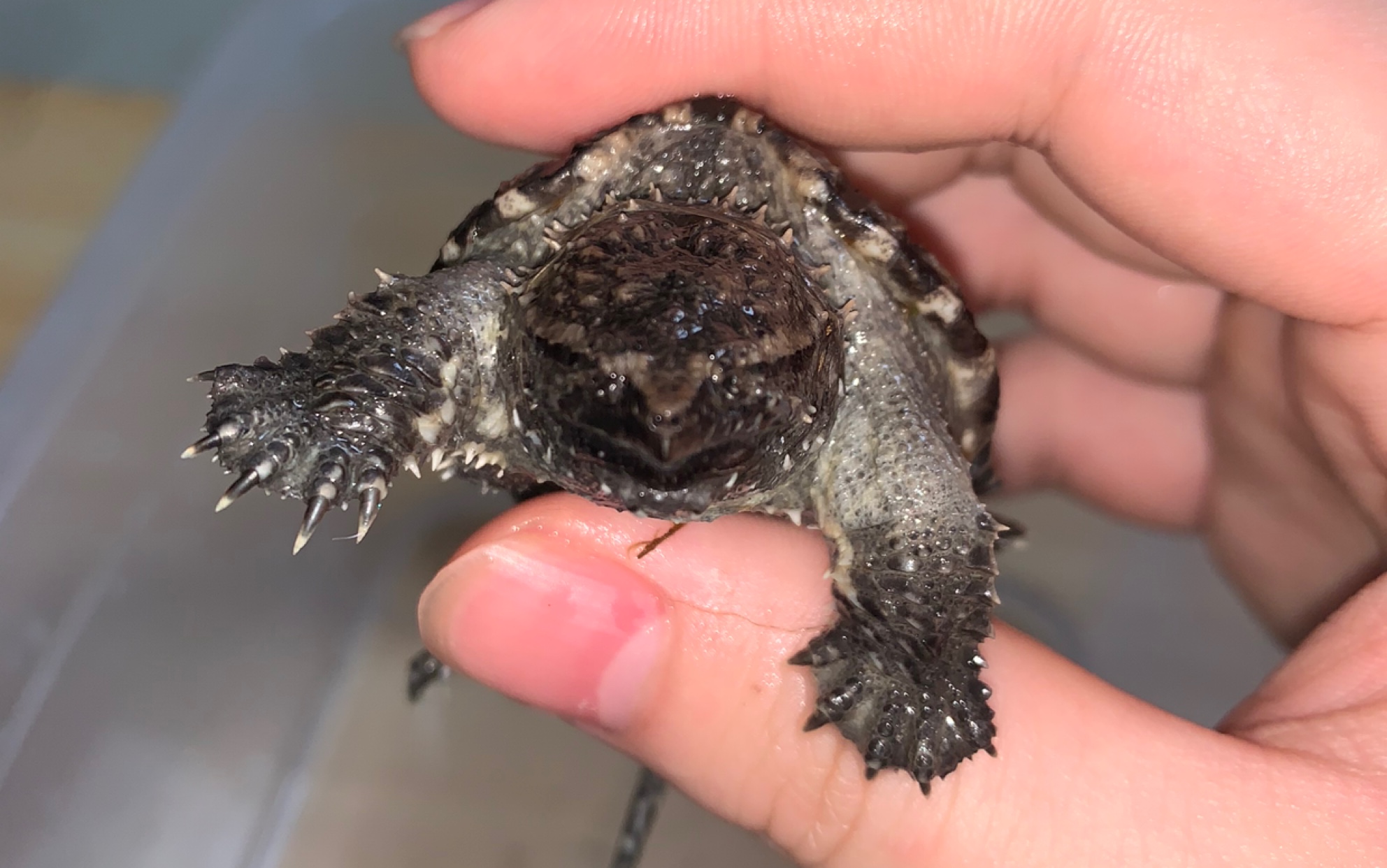 没有眼睛的中美拟鳄龟_哔哩哔哩_bilibili