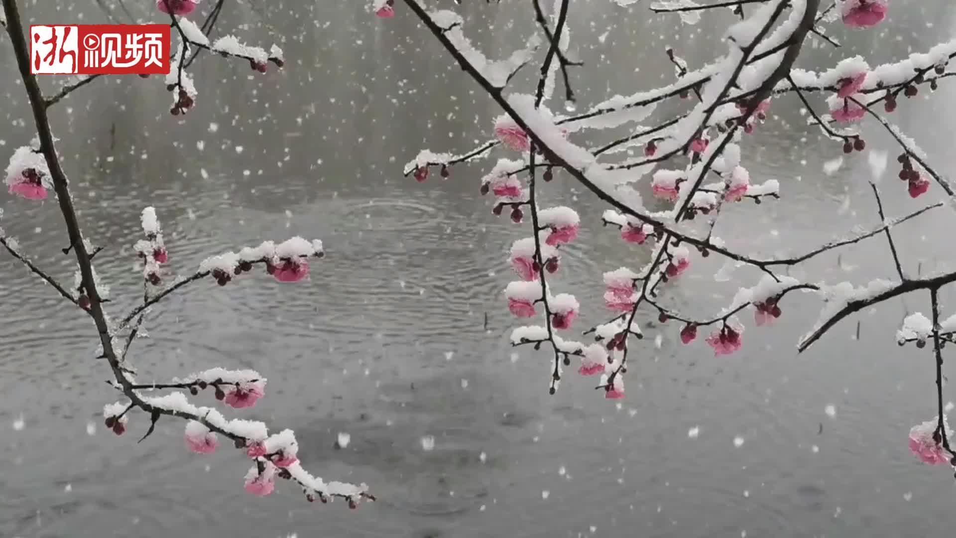 [图]浙大校园 踏雪寻梅 怎一个美字了得