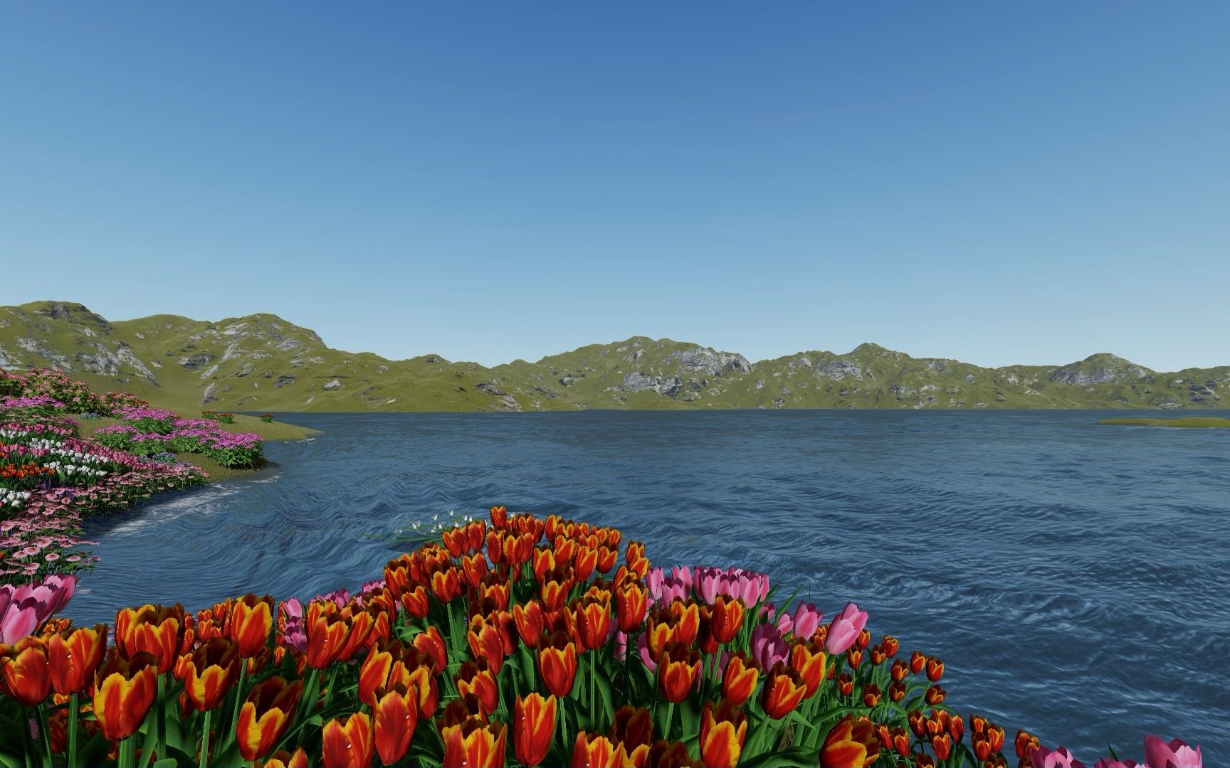 海边的郁金香 山上的椰子树