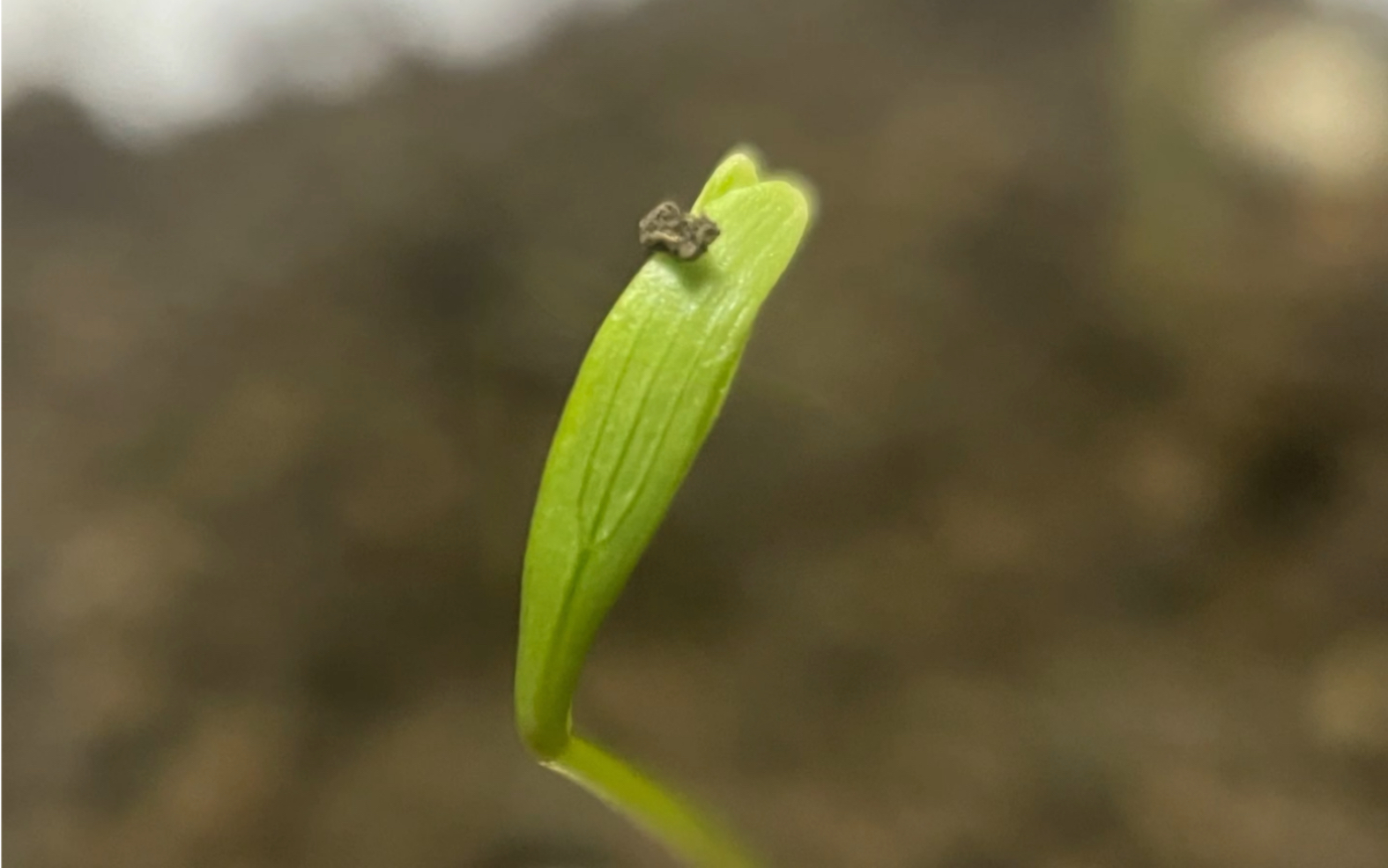 大叶香菜 月龄半个月 发芽 育苗 我的阳台种菜日记 我的物候学式人间记录哔哩哔哩bilibili