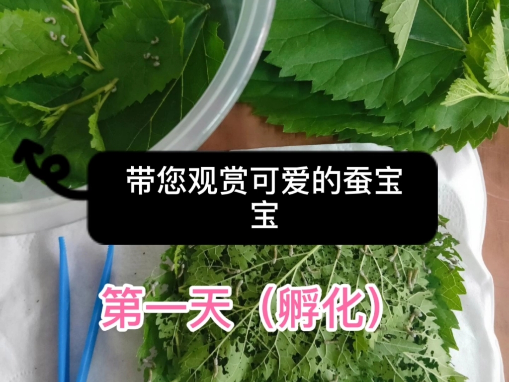 [图]有没有见过蚕宝宝的种子呢？进来看看吧