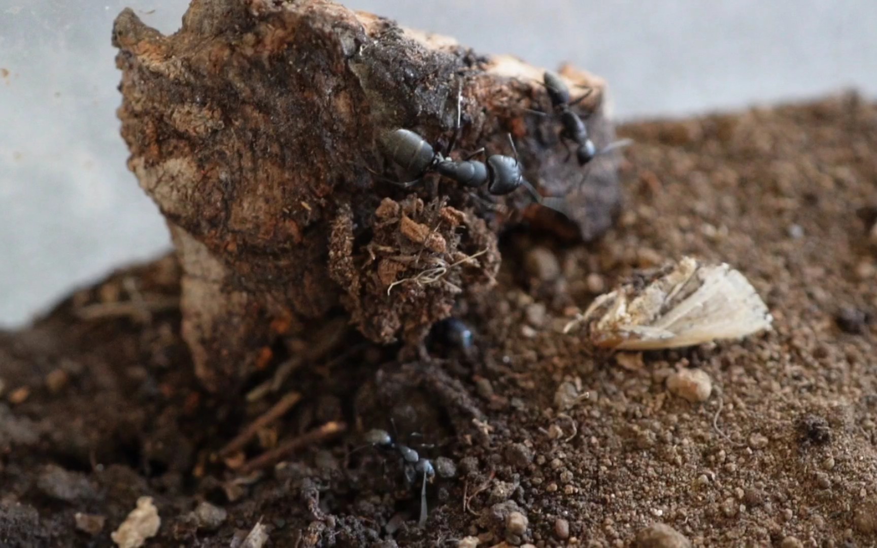 荆猎蝽,万军丛中取敌首级!