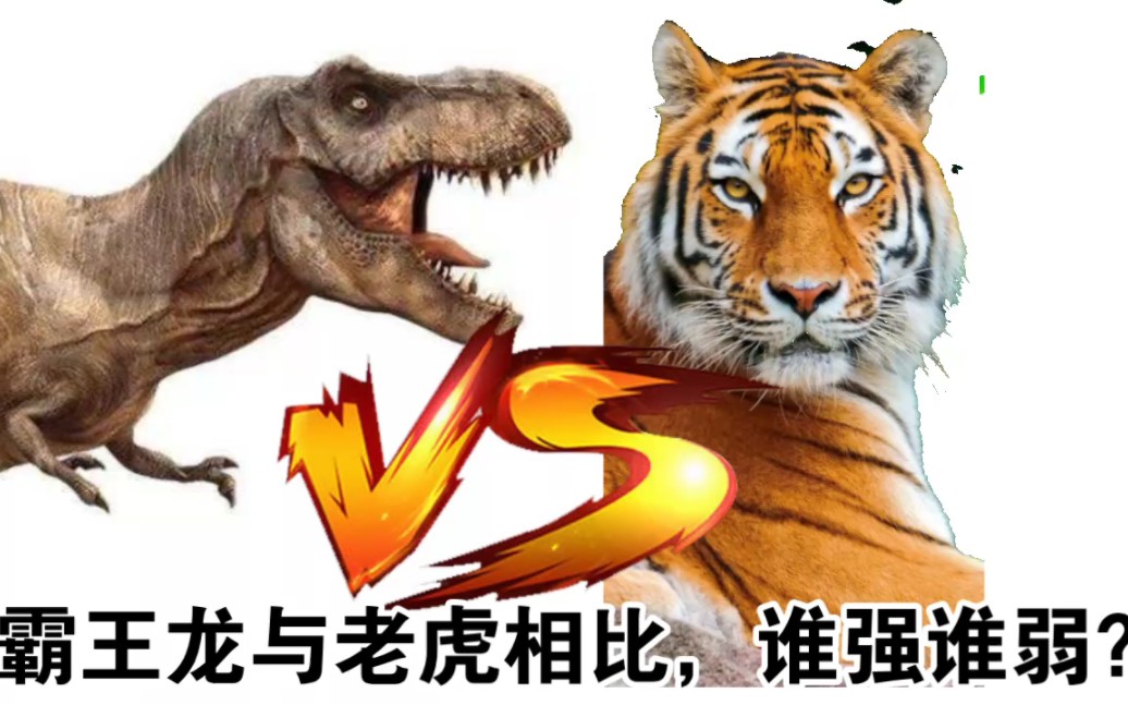 霸王龙对战老虎,谁强谁弱?