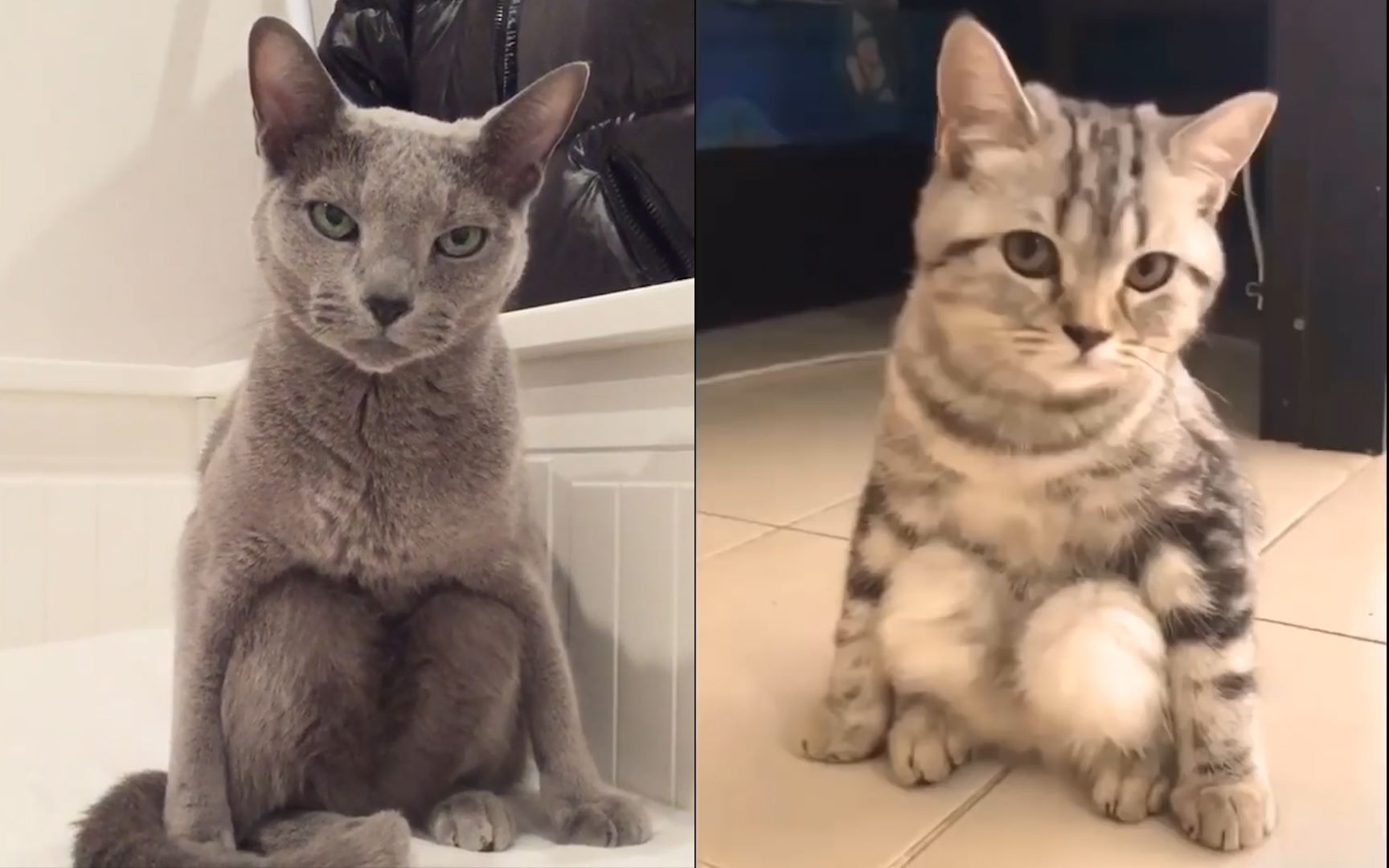 活动作品猫蹲你这是什么造型挺别致呀