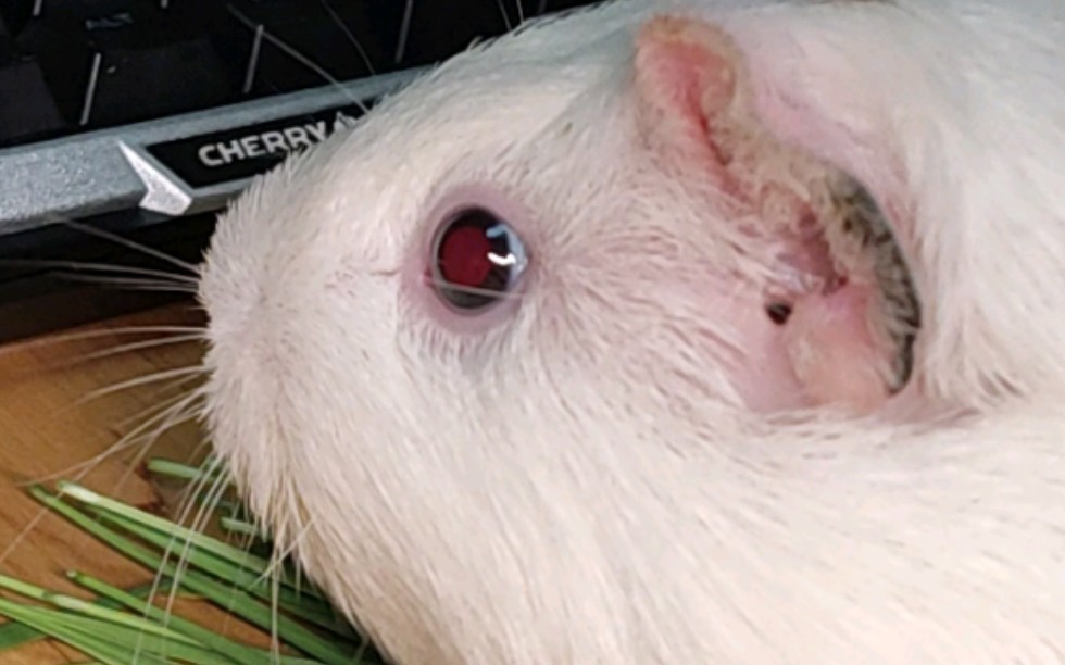 [荷兰猪]小白的眼睛既是黑的,也是红的