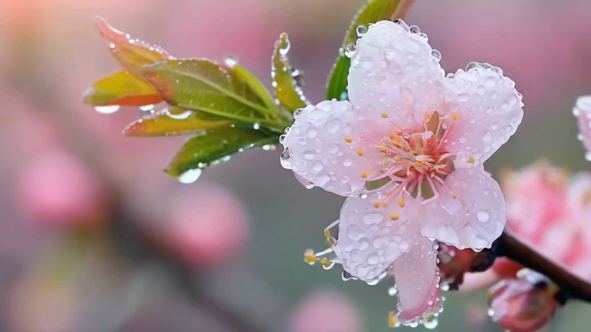 【独家揭秘】爱美人士必知!桃花带露水,让肌肤水润的神奇秘密