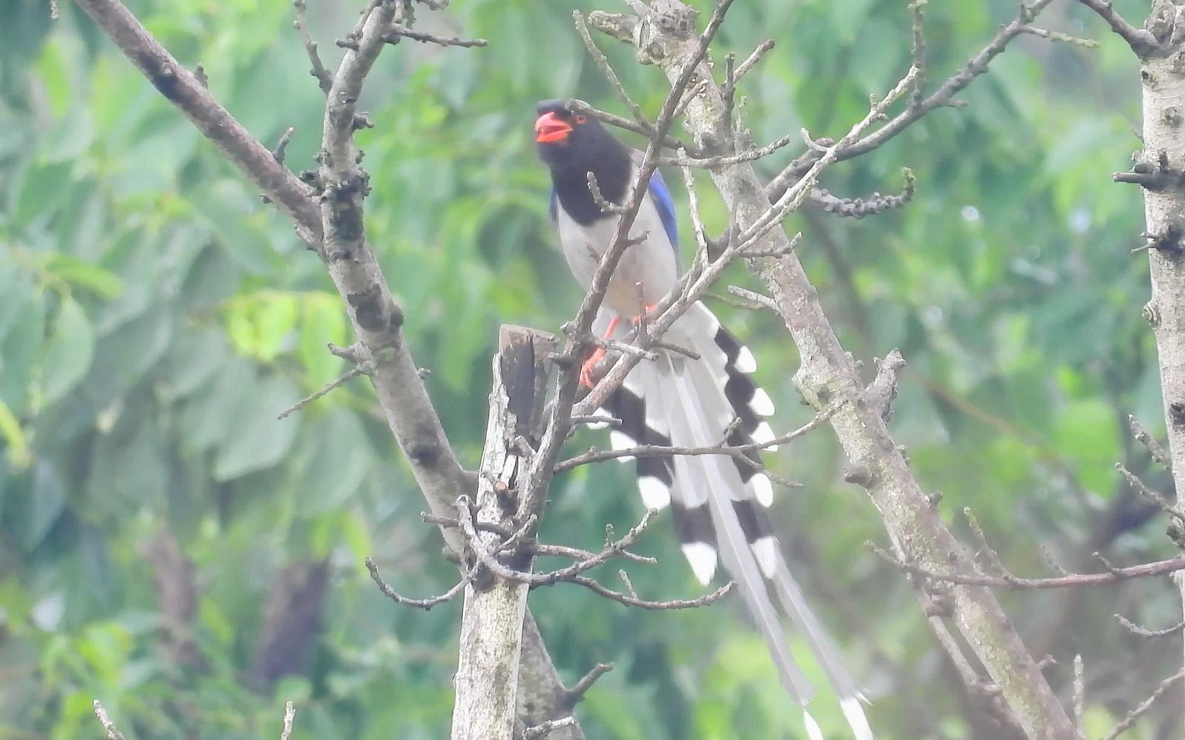 大风中的漂亮小鸟,长尾巴红嘴蓝鹊叫声