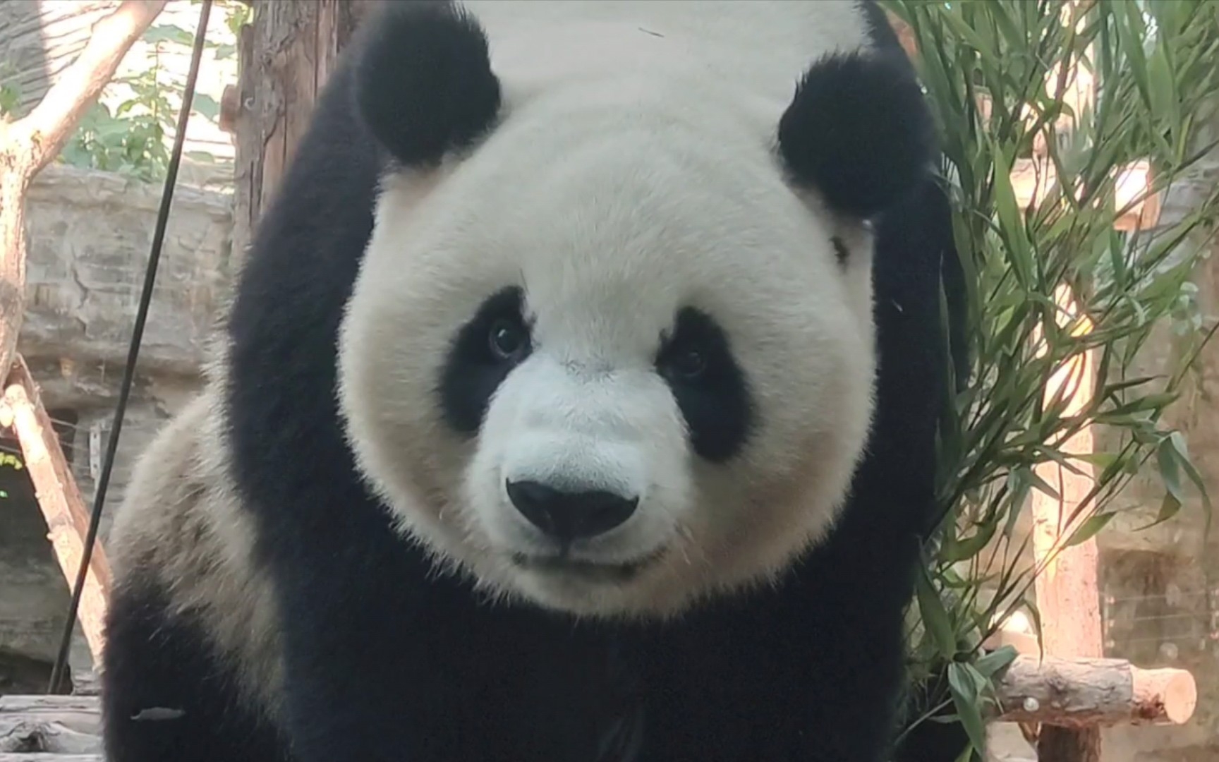 【大熊猫萌宝萌玉】萌宝萌玉姐妹前台捡剩饭