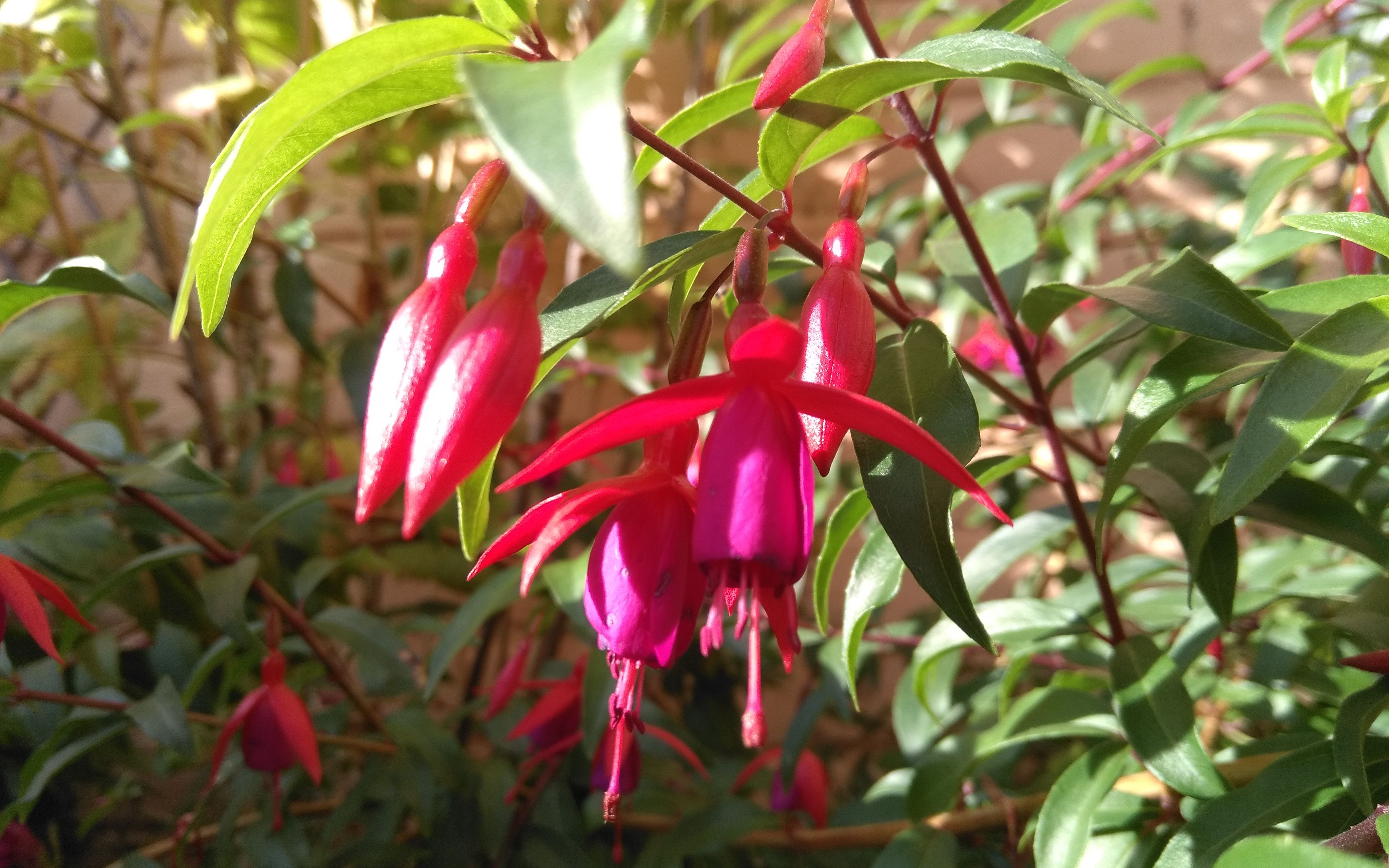 院子里的那些花儿呀!吊钟海棠 - fuchsia