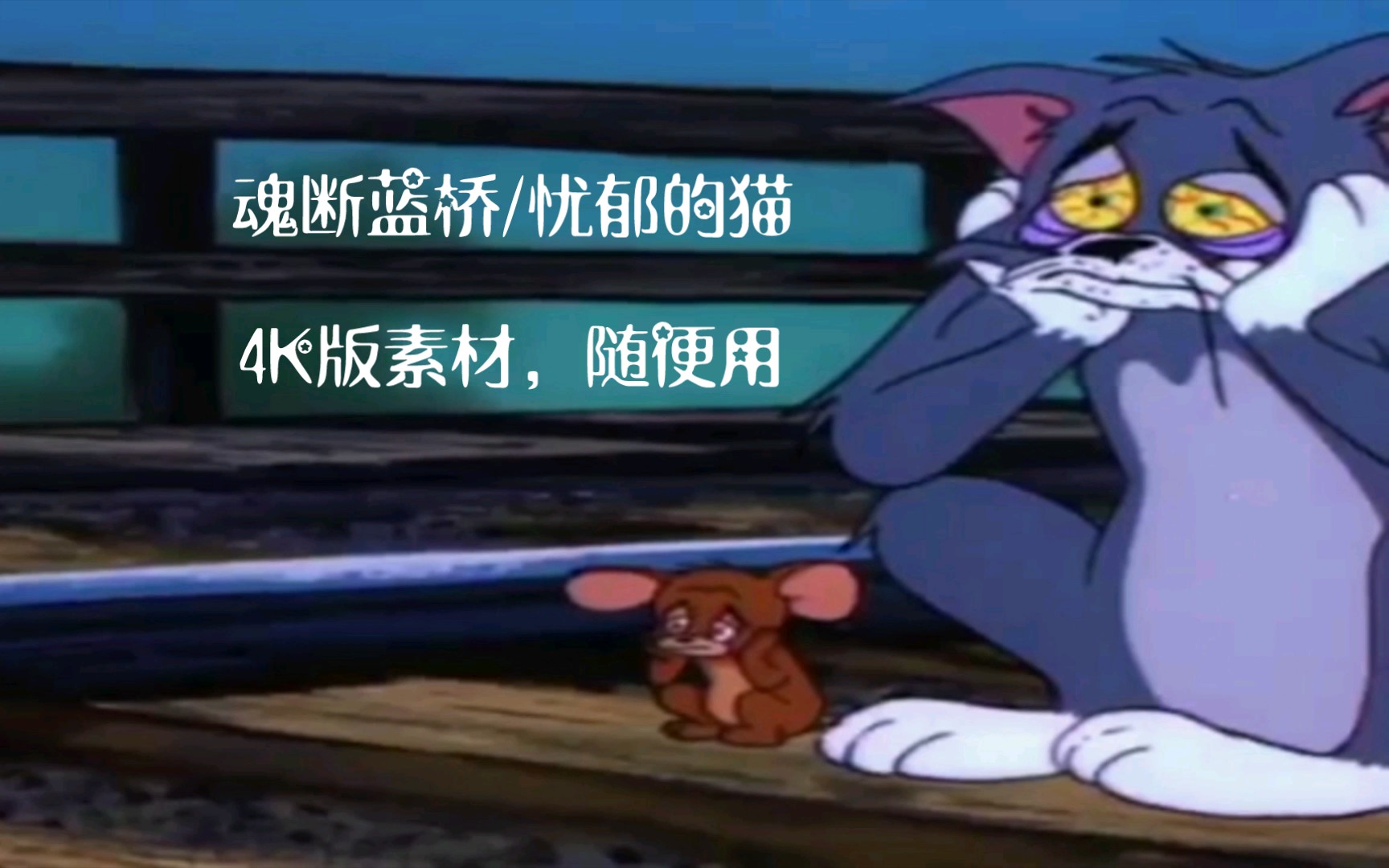 [图]忧郁的猫(Blue Cat Blues)—4K素材纯享版