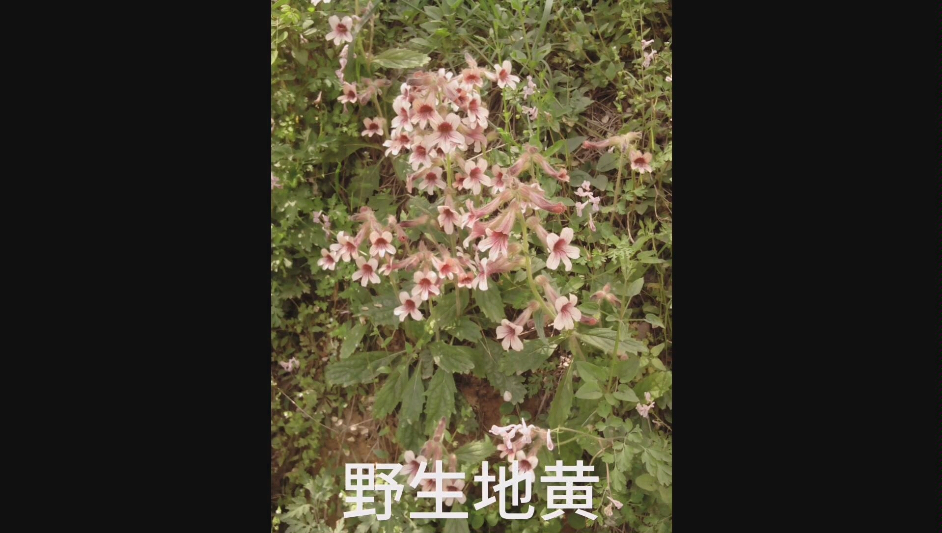 中兽药—地黄哔哩哔哩bilibili