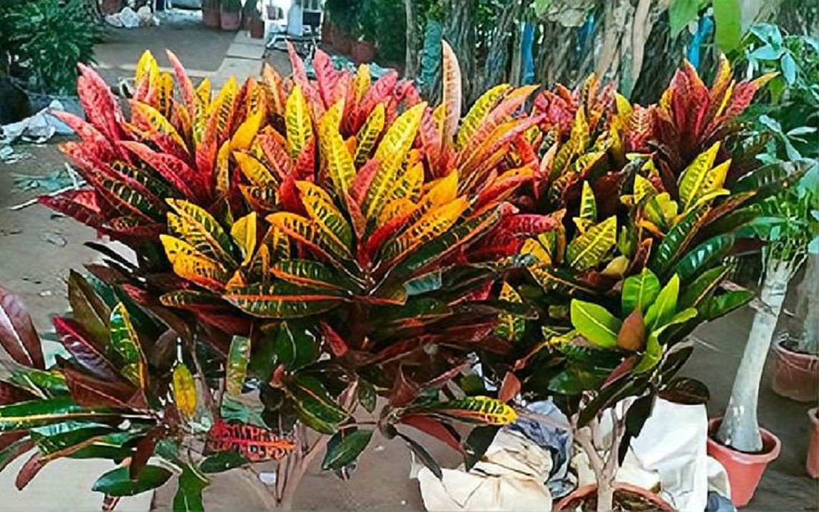 变色木长势差,给它浇点"定根水",安稳过冬,色彩斑斓长势好_哔哩哔哩_b