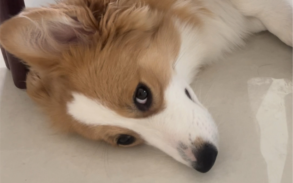 活动  小柯基之贼眉鼠眼