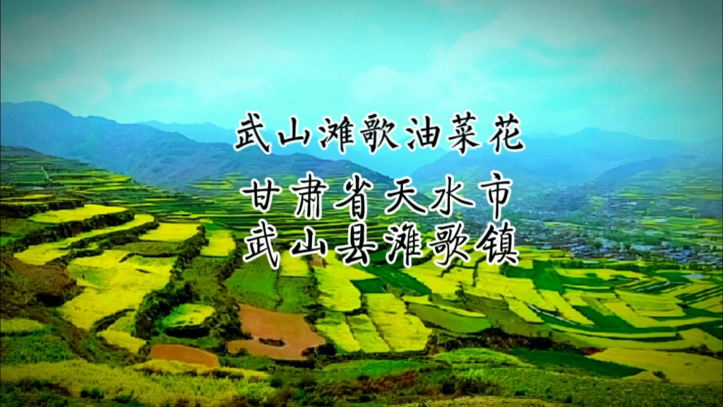 武山滩歌油菜花,位于甘肃省天水市武山县滩歌镇#满目金黄香百里 一方