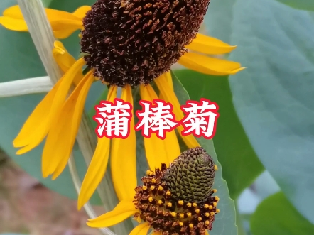 蒲棒菊这名字我喜欢,因它成熟后花序酷似蒲棒而得名,而它的官方名字叫大金光菊,还叫大头金光菊.哔哩哔哩bilibili