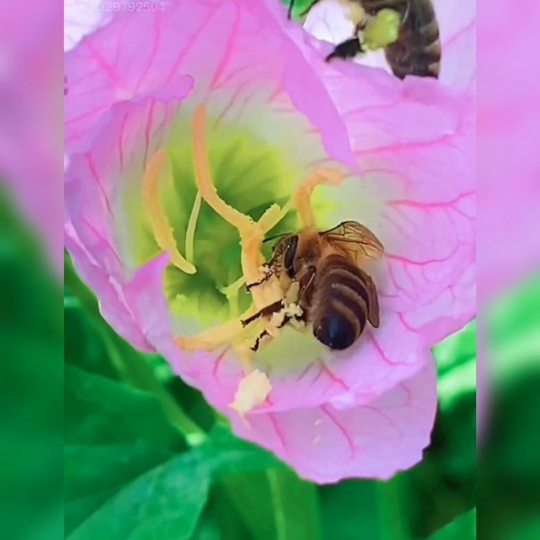 [图]勤劳的小蜜蜂。