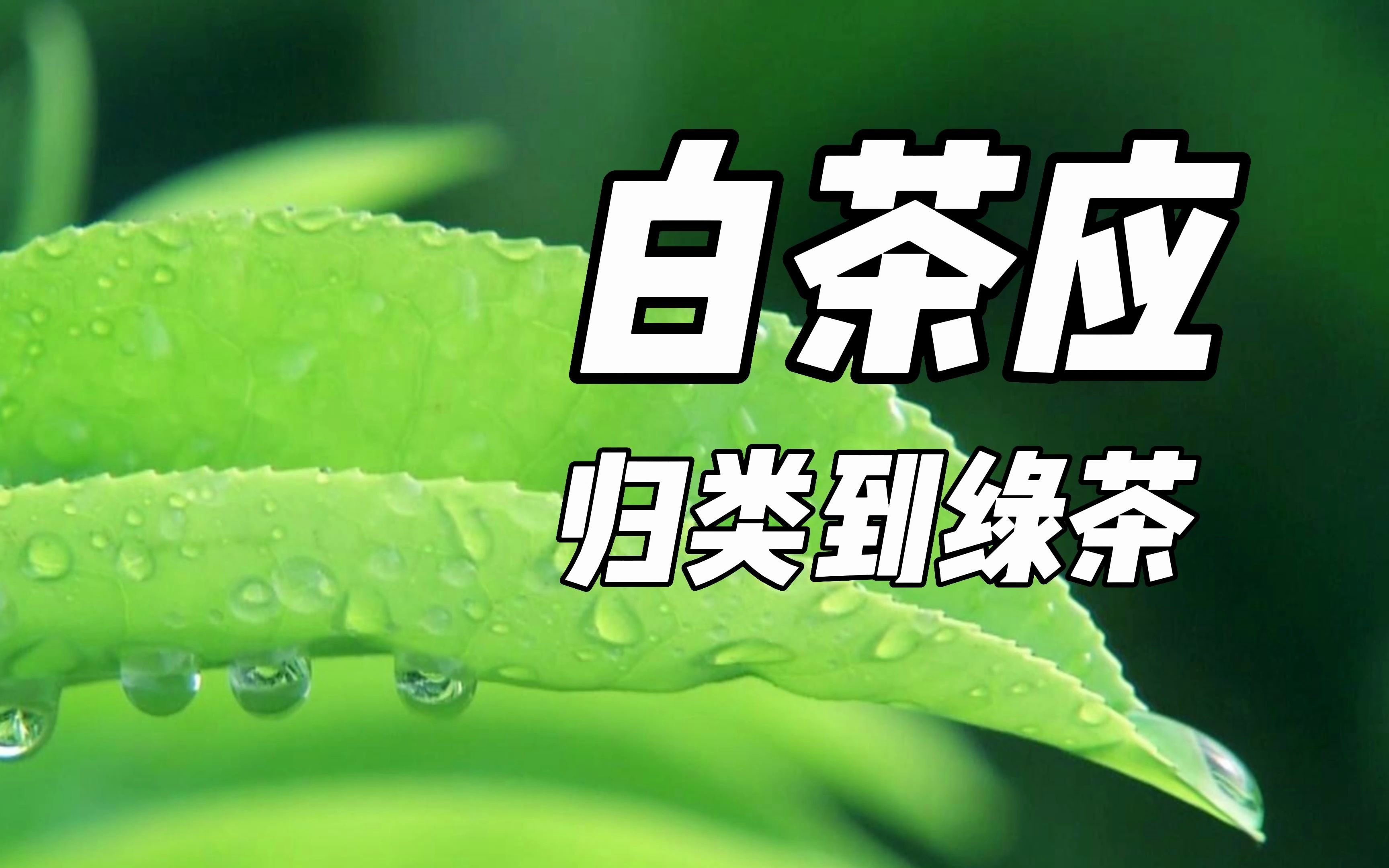 [图]白茶应归类在绿茶里，白茶属于什么茶，大家不要搞错了