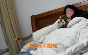 下载视频: 见过猫哄人嘛