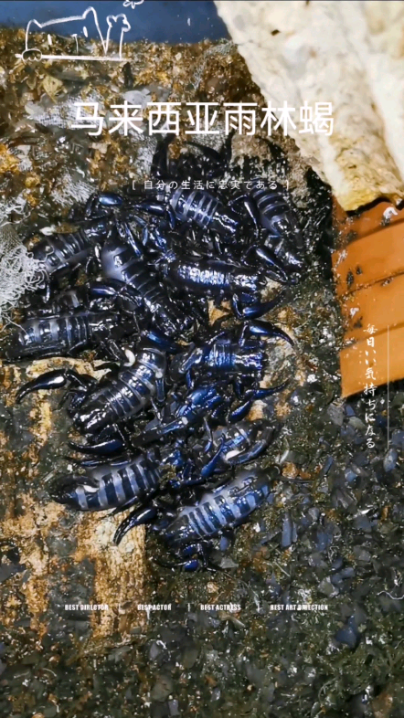 马来西亚雨林蝎,又名皇帝雨林蝎.