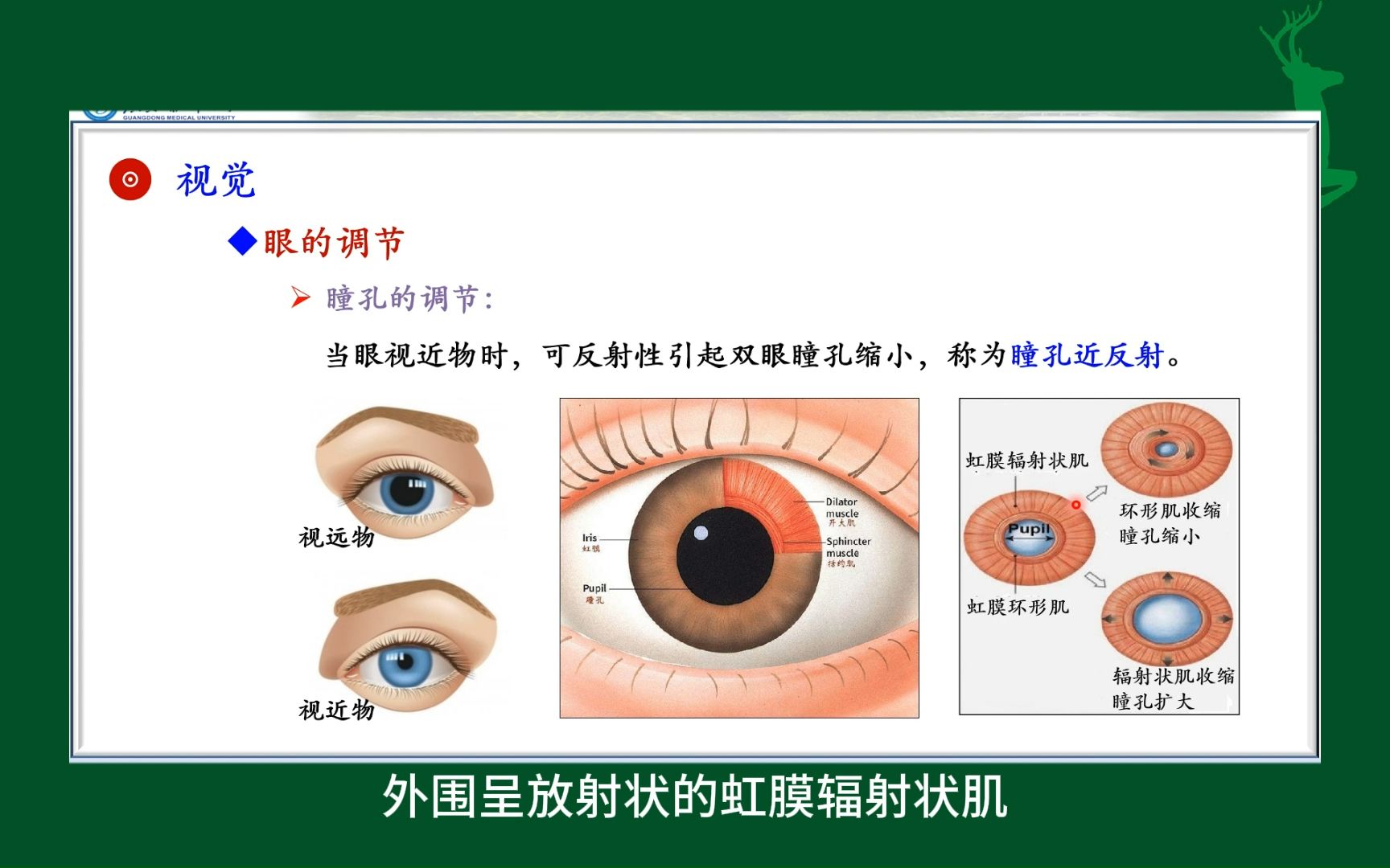 扩瞳的作用是什么