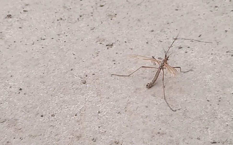 在东北准备越冬的蚊子