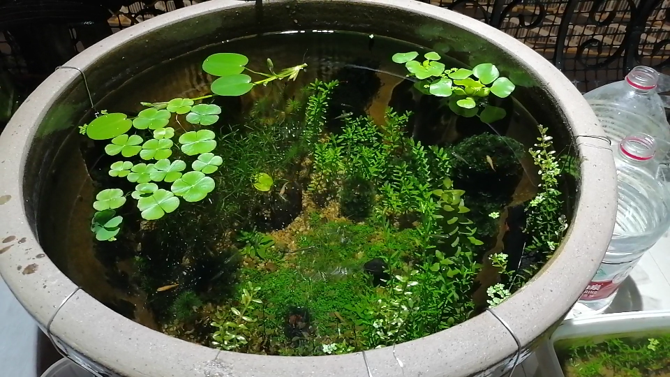 水清鱼靓 阳台青鳉樱花虾秀丽白虾水草生态小池塘