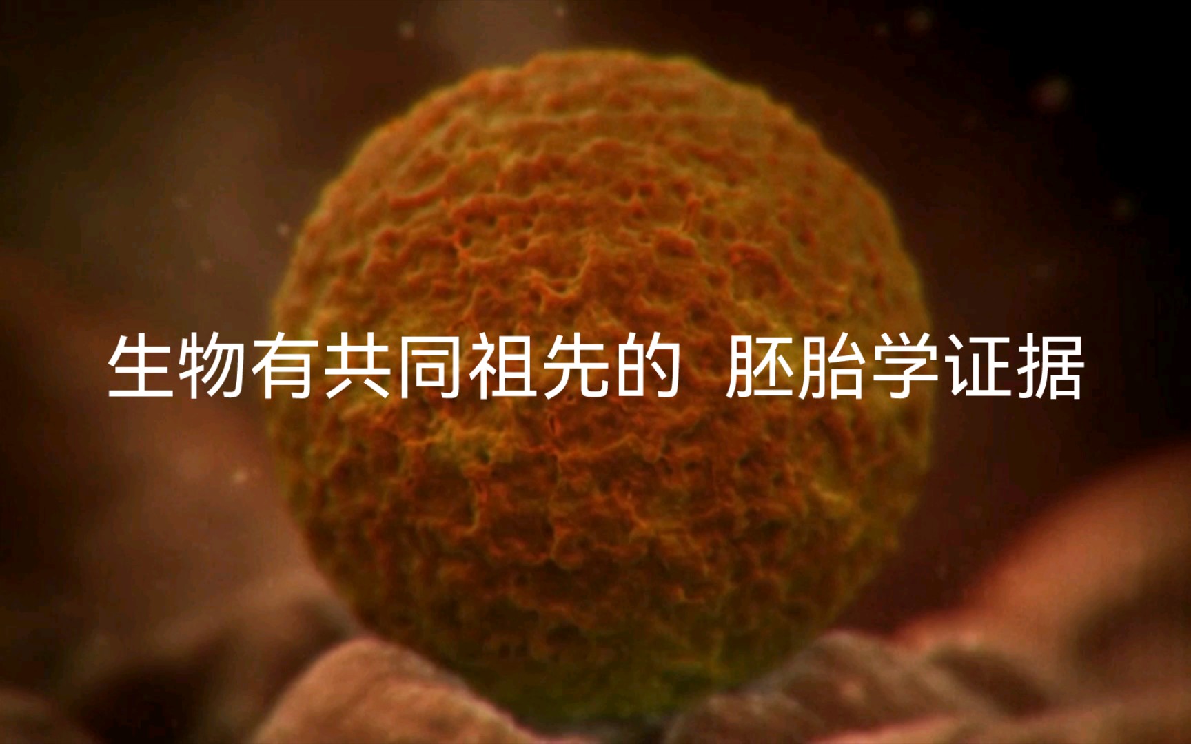 生物有共同祖先的胚胎学证据