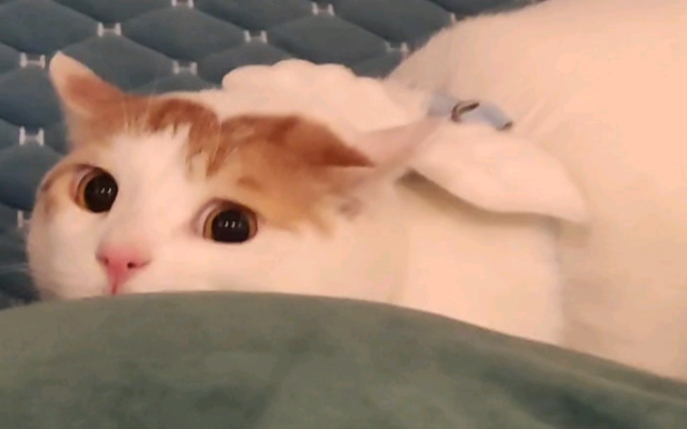 开猫猫车创你 - 视频下载 Video Downloader