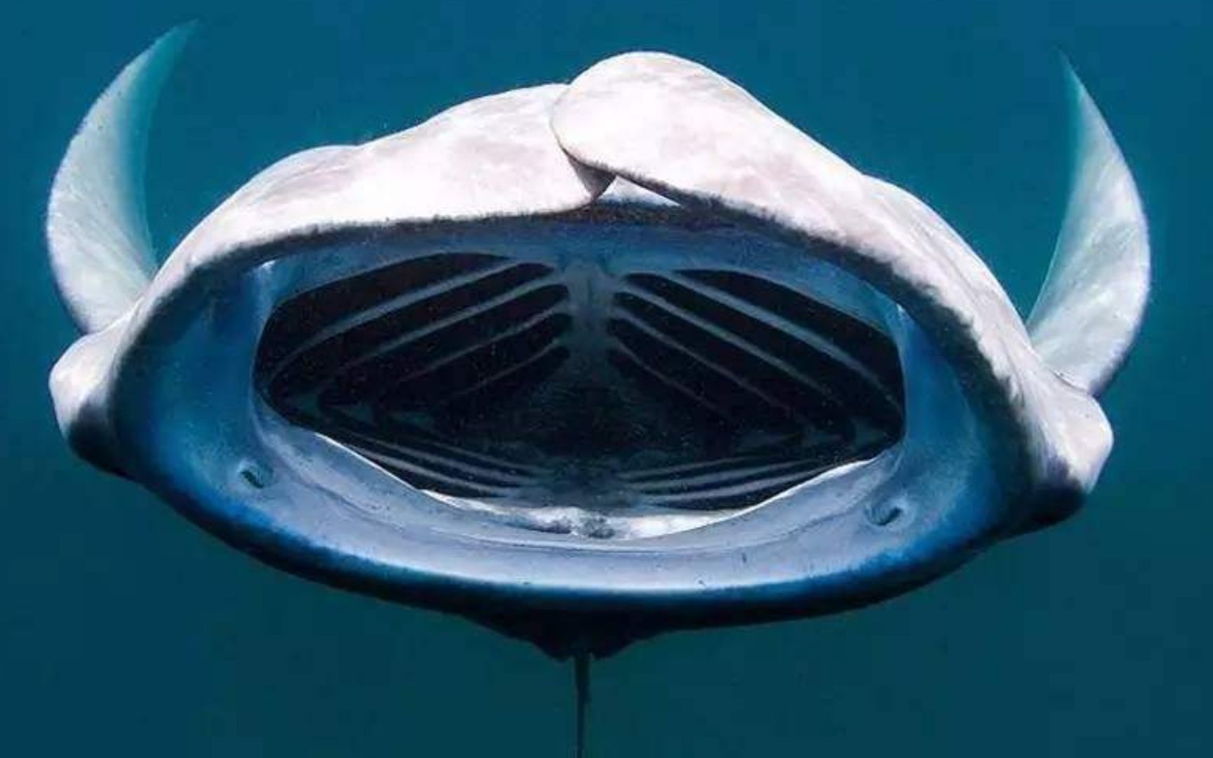 生活在海下的蝙蝠,不仅有剧毒而且卵胎生,存在亿年被称为活化石