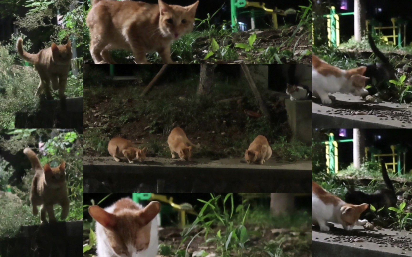 [图]猫江湖之穷猫社区观察日记2 | 橘猫是真的能干饭