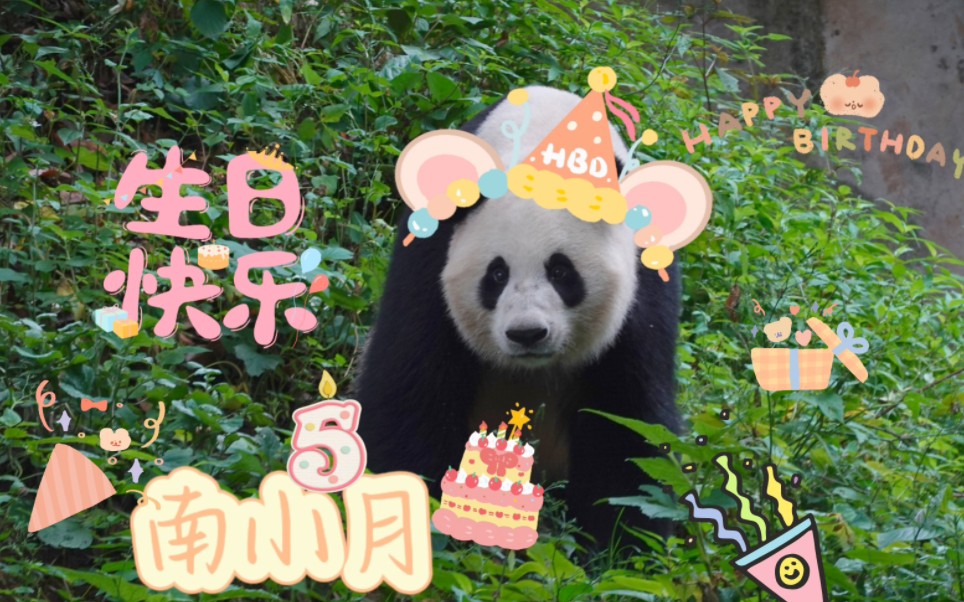 [图]野熊汪佳的女儿，南小月生日快乐!五岁的大美熊南小月|碧峰峡熊猫基地|大熊猫南小月|那天正好遇到南台月给她拍生日照，上次只看见小月侧脸，这次看见全脸了，漂亮的很。