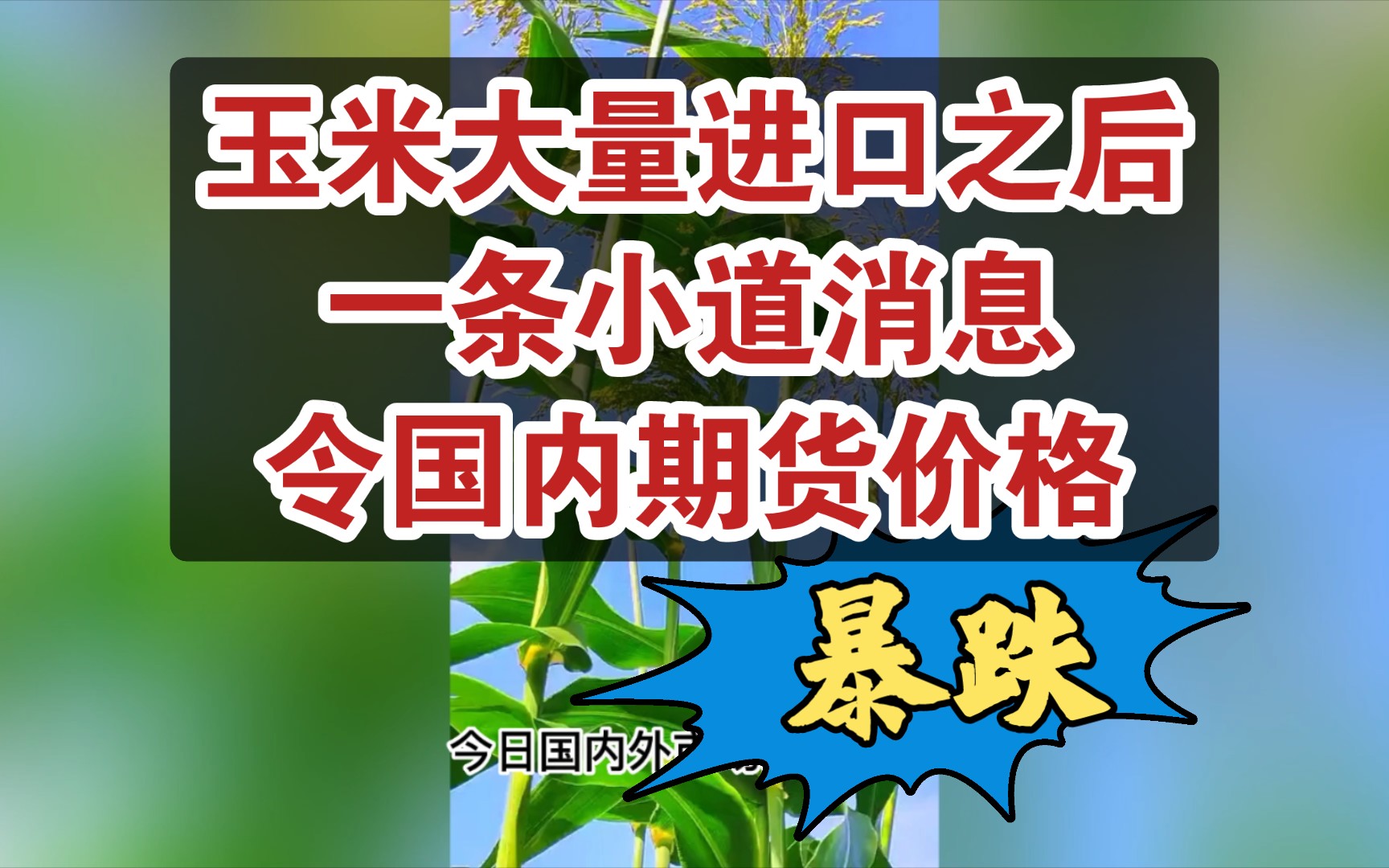 我国买家在国际市场大量采购之后,一条小道消息却令国内玉米期货价格暴跌哔哩哔哩bilibili