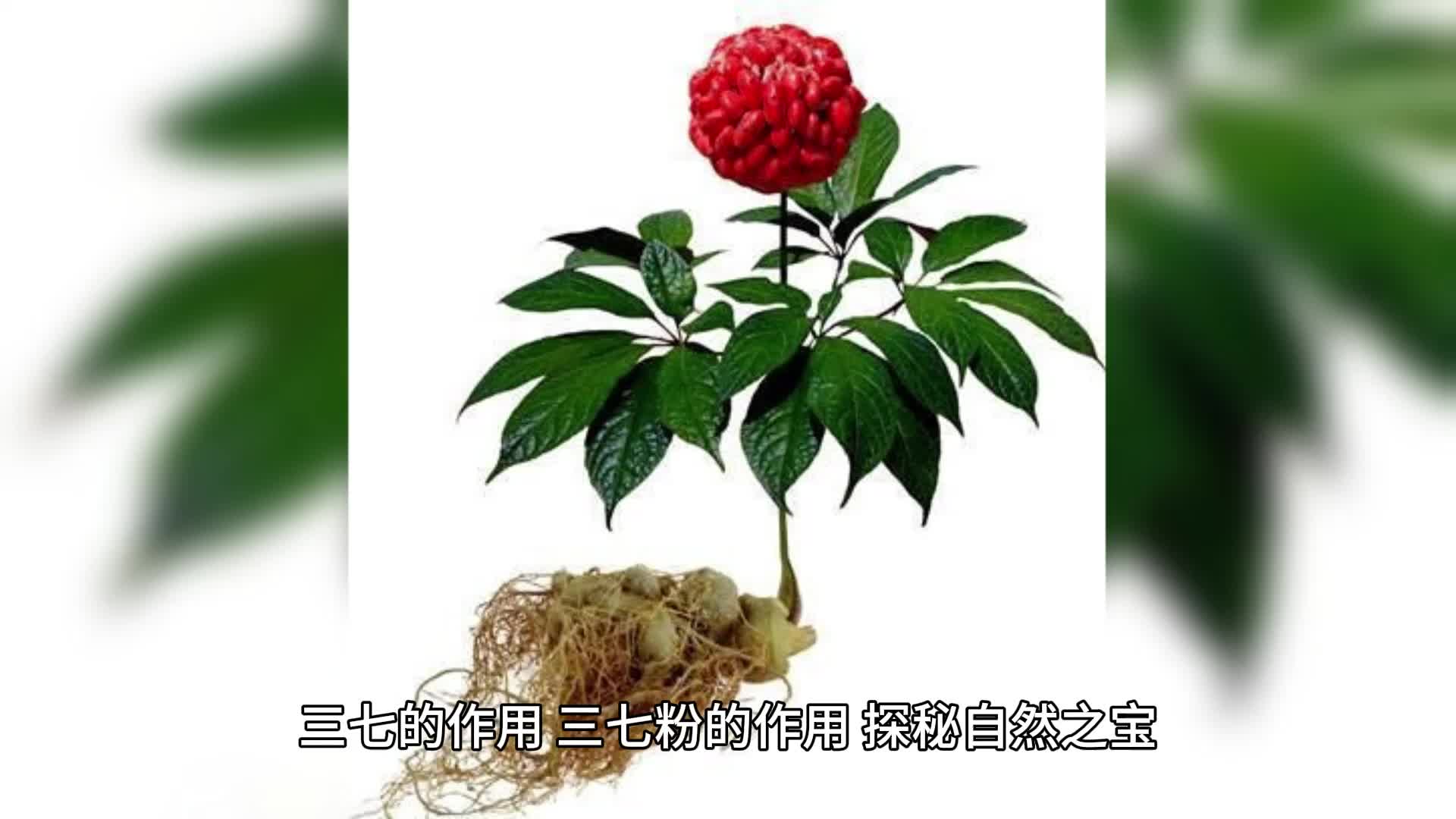 三七的作用,三七粉的作用,探秘自然之宝哔哩哔哩bilibili