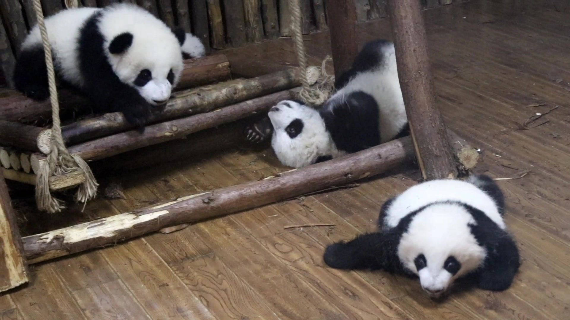 【大熊猫萌四&萌五&川仔】费头子之间的大战,泥萌谁也别想睡