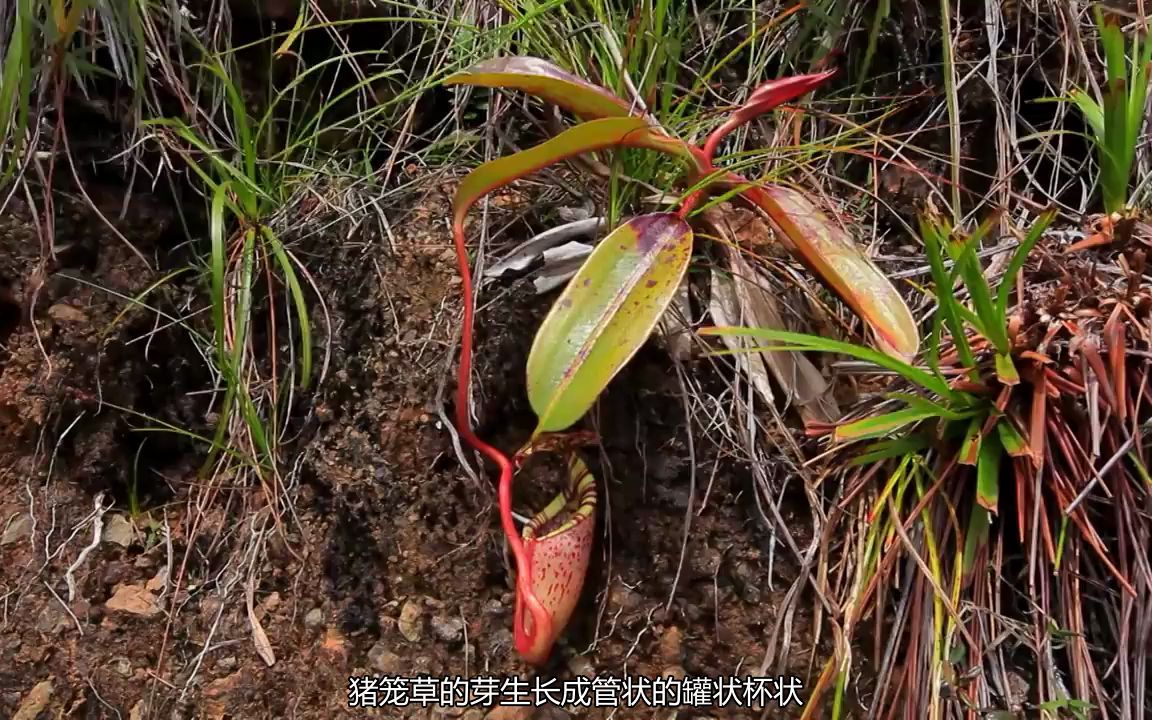 [图]植物，地球的沉默统治者——植物如何确保生存的神奇技巧