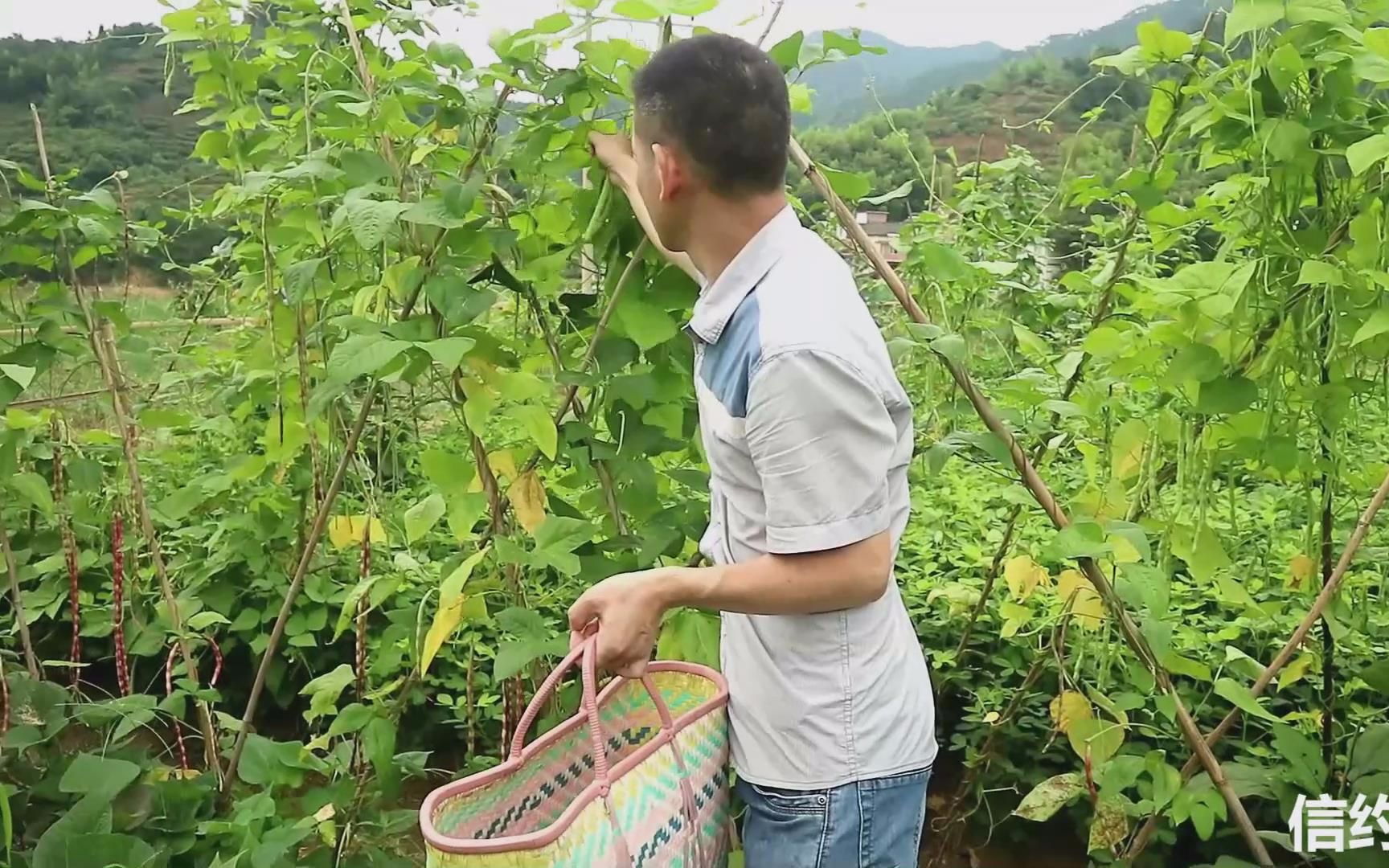 [图]农村小伙去自家的小菜园摘菜吃，菜园蔬菜真是种瓜得瓜种豆得豆