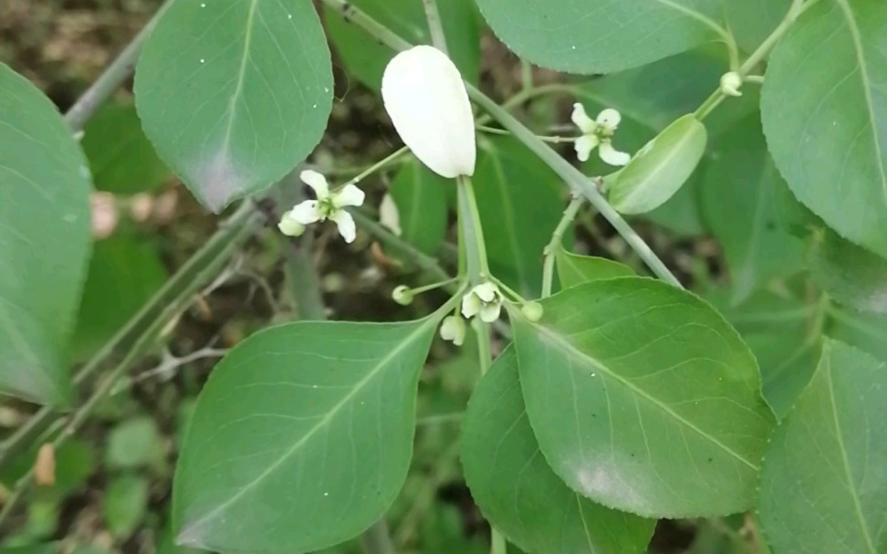 【植物大赏】万绿丛中一点白(竖屏版)