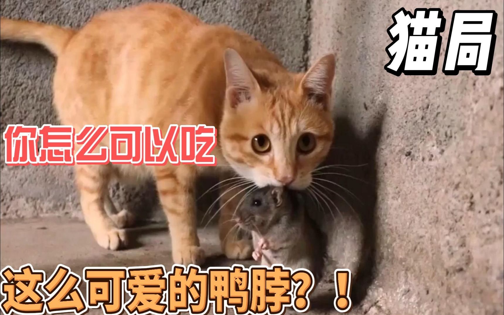 [图]猫抓老鼠之猫局想吃鸭脖！