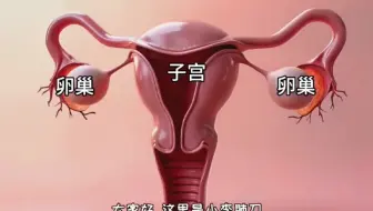 女性一生最多可以生多少个孩子，3D演示。。