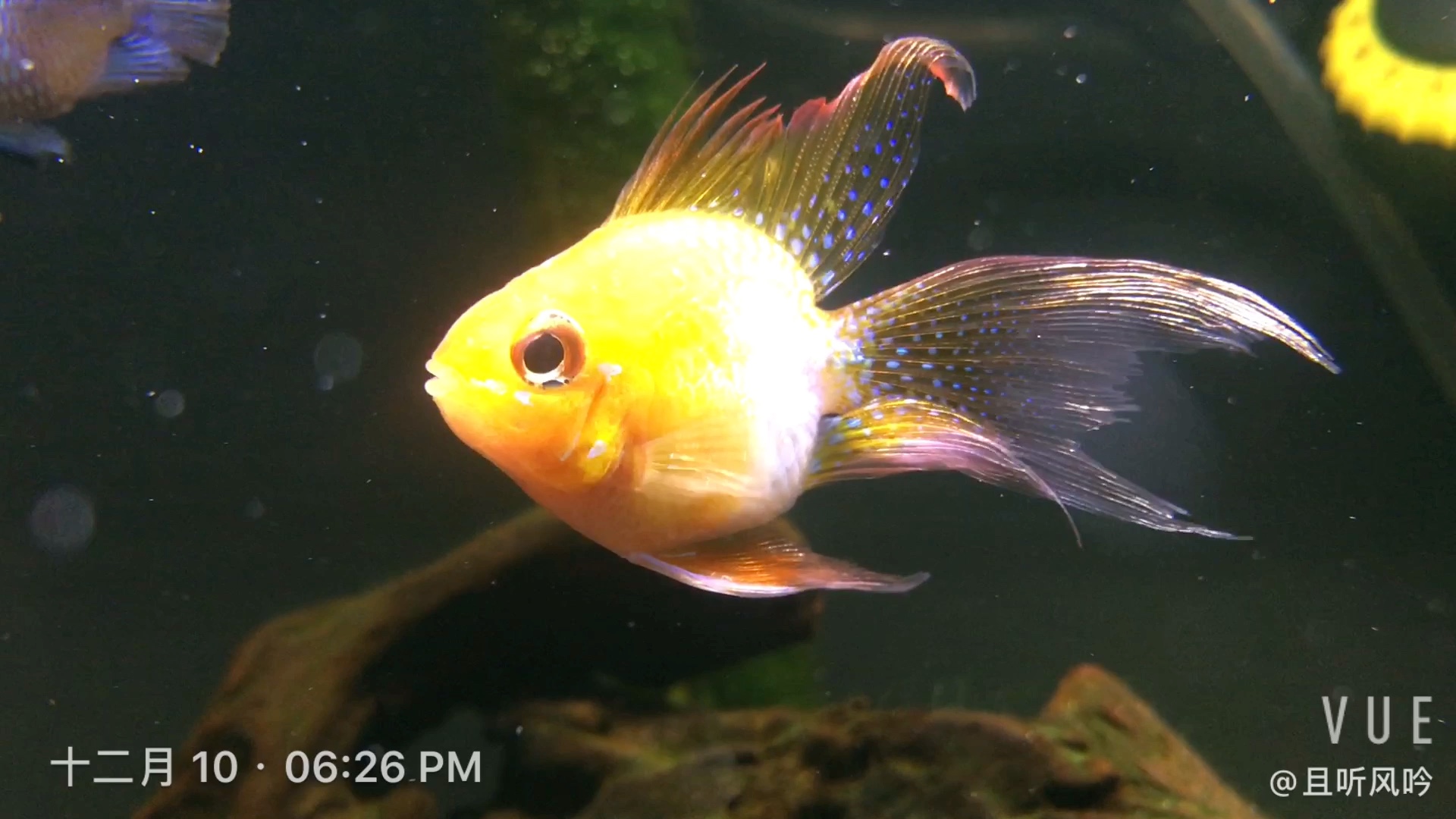 自己养的金波子长尾桃心大波浪