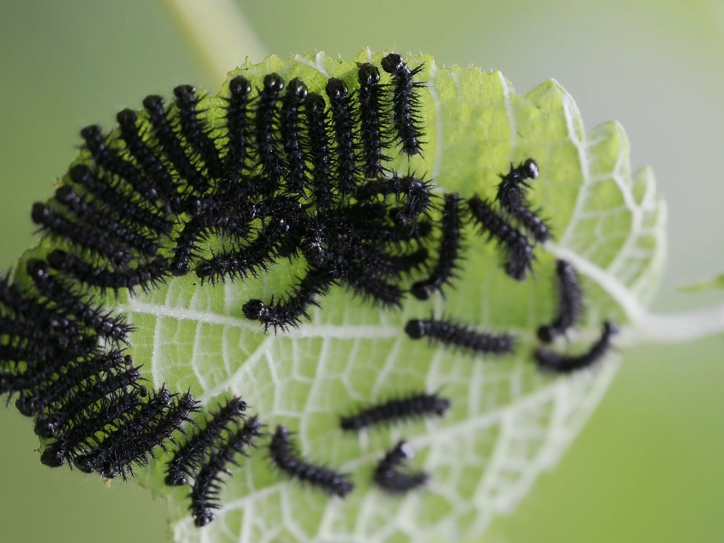 【行为图鉴】散纹盛蛱蝶 一大群幼虫