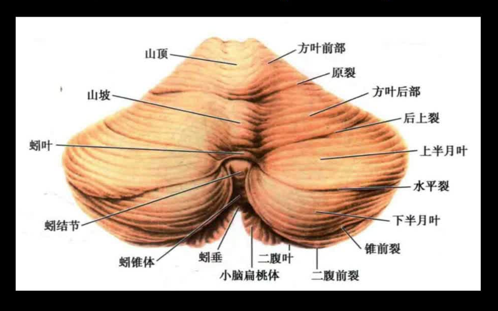 『小脑』影像解剖哔哩哔哩bilibili