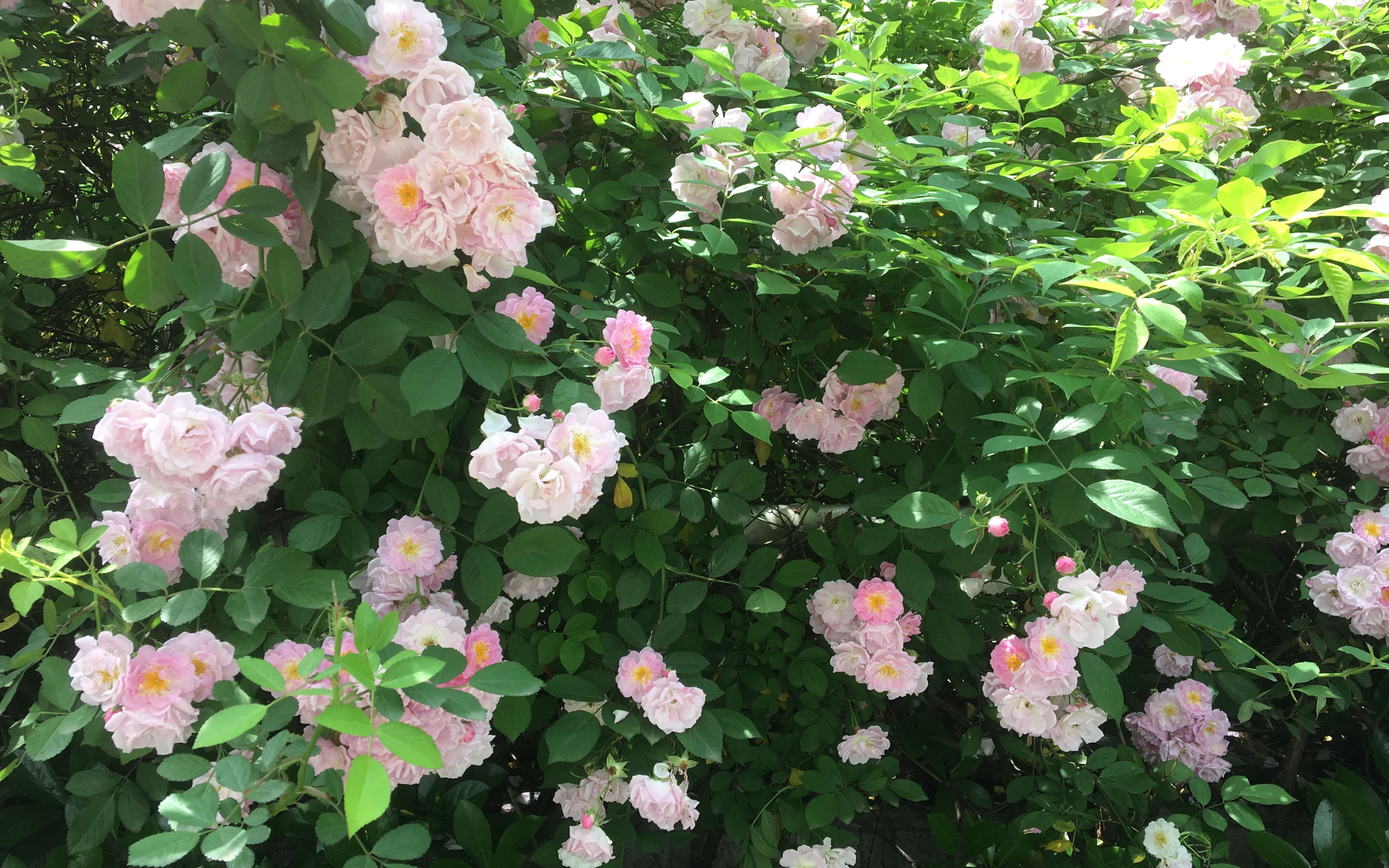 寻常岁月诗/武大的蔷薇花海/我的人间四月天//贰零贰壹的美好四月